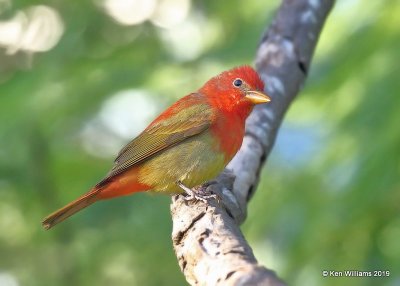 Summer Tanager 1st spring male, S. Padre Island, TX, 4-21-19, Jpa_97550.jpg