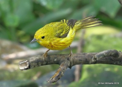 Yellow Warbler male, S. Padre Island, TX, 4-24-19, Jpa_99999_188.jpg