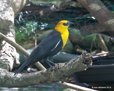 Yellow-headed Blackbird, Laguna Atascosa NWR, TX, 4-22-19, Jpa_98565.jpg