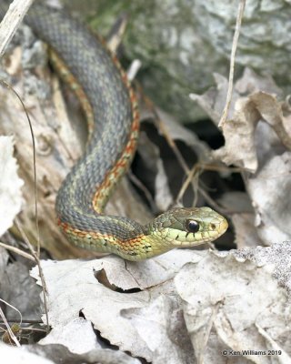 Eastern Garter Snake, Magee Marsh, OH, 5-21-19, Jpa_00355.jpg
