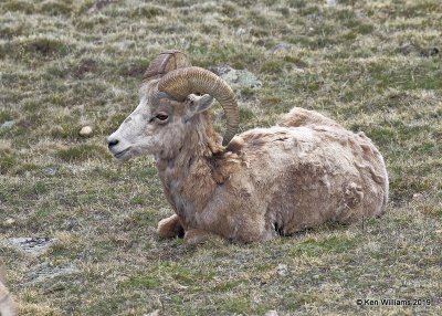 Bighorn Sheep ram, Rocky Mt. NP, CO, 6-26-19, Jpa_01519.jpg