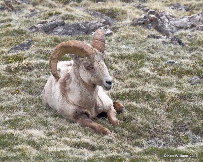 Bighorn Sheep ram, Rocky Mt. NP, CO, 6-26-19, Jpa_01521.jpg
