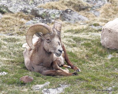 Bighorn Sheep ram, Rocky Mt. NP, CO, 6-26-19, Jpa_01531.jpg
