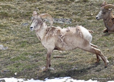 Bighorn Sheep ram, Rocky Mt. NP, CO, 6-26-19, Jpa_01547.jpg