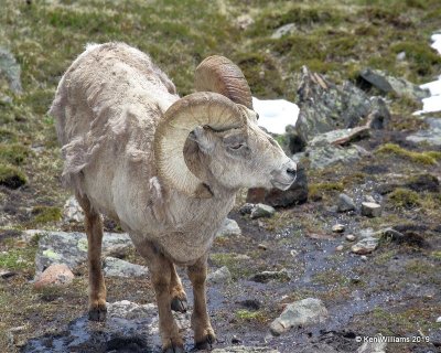 Bighorn Sheep ram, Rocky Mt. NP, CO, 6-26-19, Jpa_01560.jpg