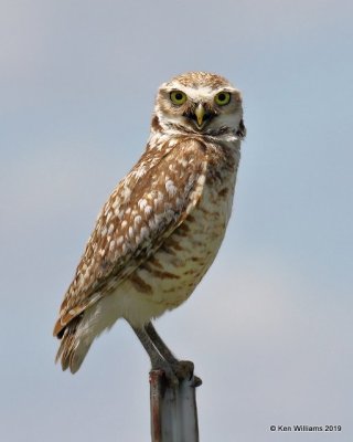 Burrowing Owl, Cimarron Co, OK, 6-23-19, Jpa_00614.jpg