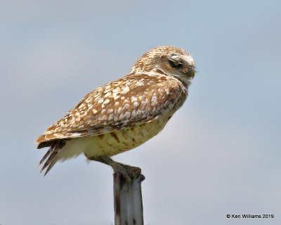 Burrowing Owl, Cimarron Co, OK, 6-23-19, Jpa_00616.jpg