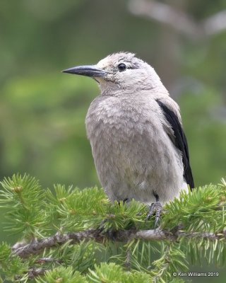 Clark's Nutcracker, Rocky Mt. NP, CO, 6-26-19, Jpa_01469.jpg