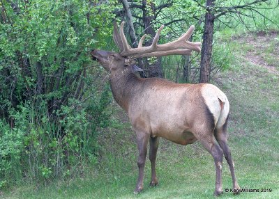 Elk bull, Estes Park, CO, 6-25-19, Jpa_00993.jpg