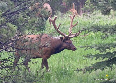 Elk bull, Estes Park, CO, 6-25-19, Jpa_01011.jpg