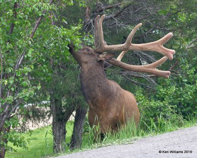 Elk bull, Estes Park, CO, 6-25-19, Jpa_01026.jpg
