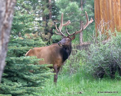 Elk bull, Estes Park, CO, 6-25-19, Jpa_01032.jpg