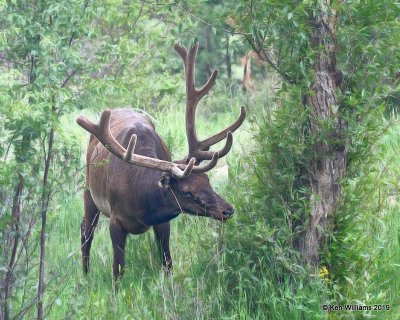 Elk bull, Estes Park, CO, 6-25-19, Jpa_01059.jpg