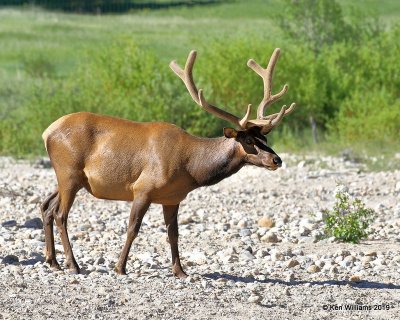 Elk bull, Rocky Mt. NP, CO, 6-28-19, Jpa_01768.jpg
