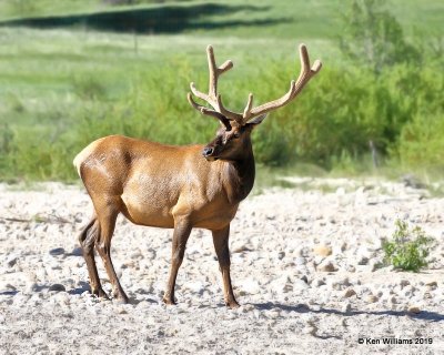 Elk bull, Rocky Mt. NP, CO, 6-28-19, Jpa_01771.jpg