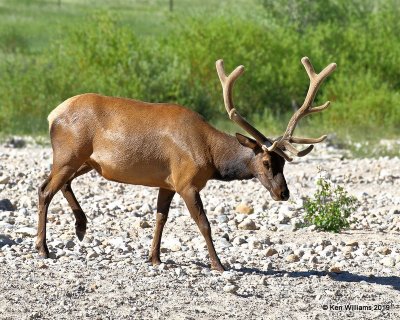 Elk bull, Rocky Mt. NP, CO, 6-28-19, Jpa_01776.jpg