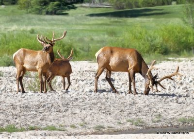 Elk bulls, Rocky Mt. NP, CO, 6-28-19, Jpa_01760.jpg
