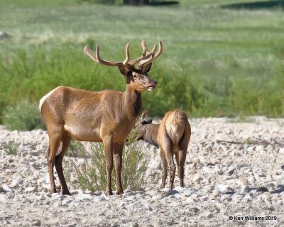 Elk bulls, Rocky Mt. NP, CO, 6-28-19, Jpa_01774.jpg