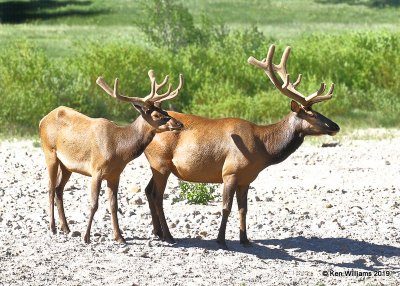 Elk bulls, Rocky Mt. NP, CO, 6-28-19, Jpa_01798.jpg