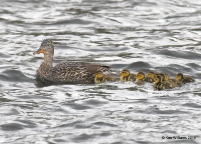 Mallard hen & ducklings, Rocky Mt. NP, CO, 6-25-19, Jpa_00889.jpg