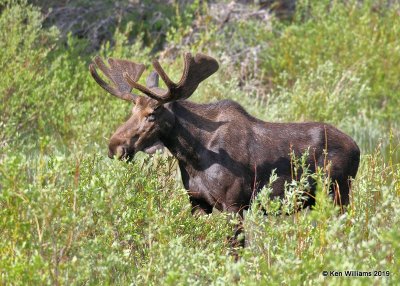 Moose bull, Rocky Mt. NP, CO, 6-26-19, Jpa_01174.jpg