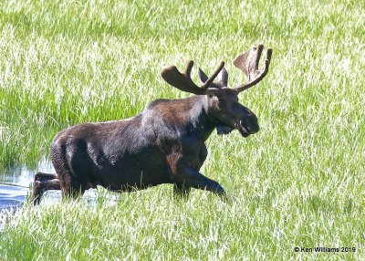 Moose bull, Rocky Mt. NP, CO, 6-28-19, Jpa_01692.jpg