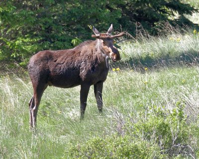 Moose bull, Rocky Mt. NP, CO, 6-28-19, Jpa_01700.jpg