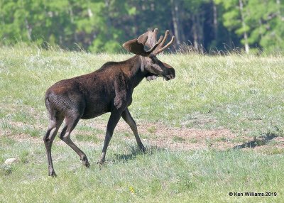 Moose bull, Rocky Mt. NP, CO, 6-28-19, Jpa_01727.jpg