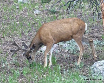 Mule Deer buck, Rocky Mt. NP, CO, 6-25-19, Jpa_00899.jpg