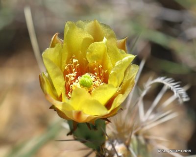 Prickly Pear Cactus bloom, Cimarron Co, OK, 6-25-19, Jpa_00842.jpg
