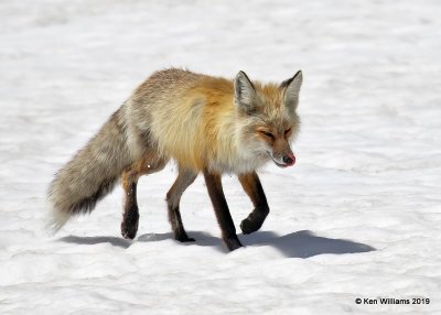 Red Fox, Rocky Mt. NP, CO, 6-26-19, Jpa_01391.jpg