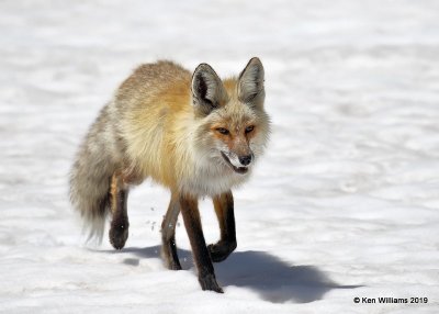 Red Fox, Rocky Mt. NP, CO, 6-26-19, Jpa_01395.jpg
