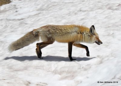 Red Fox, Rocky Mt. NP, CO, 6-26-19, Jpa_01401.jpg