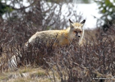 Red Fox, Rocky Mt. NP, CO, 6-26-19, Jpa_01407.jpg