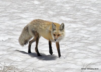 Red Fox, Rocky Mt. NP, CO, 6-28-19, Jpa_01974.jpg