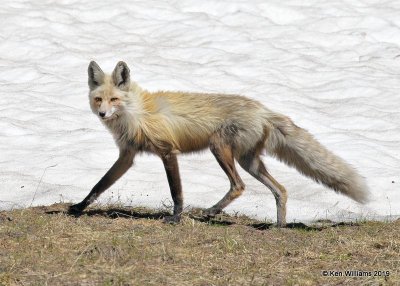 Red Fox, Rocky Mt. NP, CO, 6-28-19, Jpa_01984.jpg