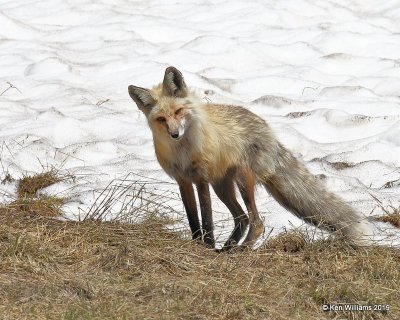 Red Fox, Rocky Mt. NP, CO, 6-28-19, Jpa_02004.jpg