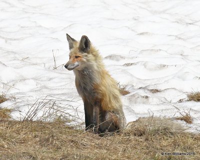 Red Fox, Rocky Mt. NP, CO, 6-28-19, Jpa_02009.jpg