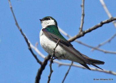Violet-green Swallow, Estes Park, CO, 6-26-19, Jpa_01151.jpg