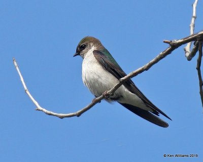 Violet-green Swallow, Estes Park, CO, 6-26-19, Jpa_01155.jpg