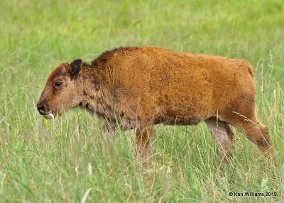 American Bison calf, TNC Tallgrass Prairie Preserve, OK, 6-16-19, Jpa_39786.jpg