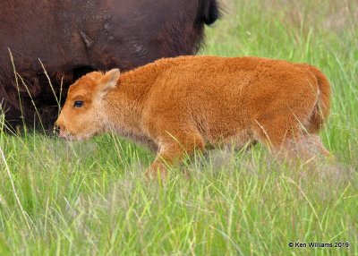 American Bison calf, TNC Tallgrass Prairie Preserve, OK, 6-16-19, Jpa_39789.jpg