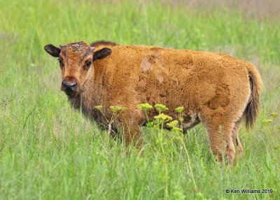 American Bison calf, TNC Tallgrass Prairie Preserve, OK, 6-16-19, Jpa_39806.jpg