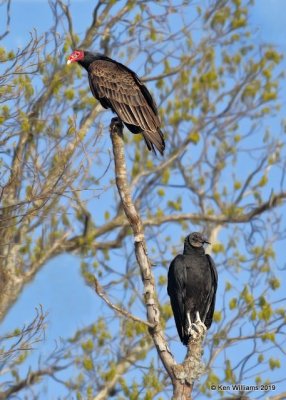 Black & Turkey Vultures, Cherokee Co, OK, 4-9-19, Jpa_37761.jpg
