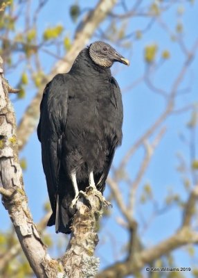 Black Vulture, Cherokee Co, OK, 4-9-19, Jpa_37771.jpg