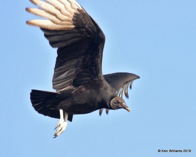 Black Vulture, Cherokee Co, OK, 4-9-19, Jpa_37776.jpg