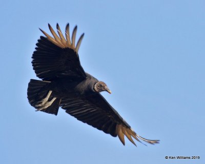 Black Vulture, Cherokee Co, OK, 4-9-19, Jpa_37777.jpg