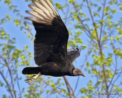 Black Vulture, Cherokee Co, OK, 4-9-19, Jpa_37780.jpg