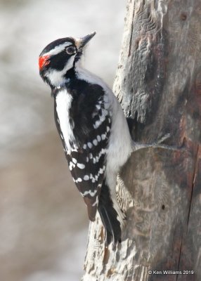Downy Woodpecker male, Rogers Co yard, OK, 3-4-19, Jpa_35669.jpg