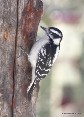 Downy Woodpecker female, Rogers Co yard, OK, 3-4-19, Jpa_35807.jpg